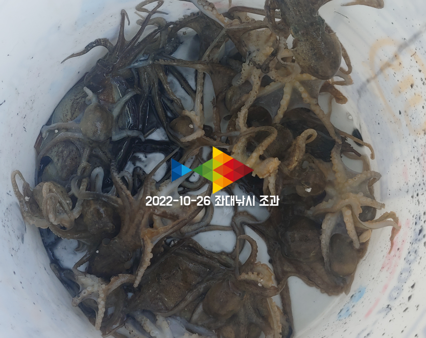 안면도좌대 주꾸미낚시 8물 사리때 조과 갑오징어는 딱 한마리