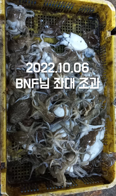 구매항좌대 BNF님 갑오징어 주꾸미낚시 조과