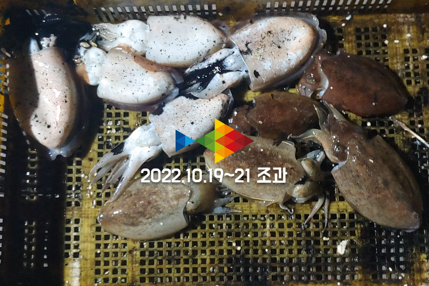 구매항좌대 주꾸미 갑오징어 에기낚시 조황 (2박3일)