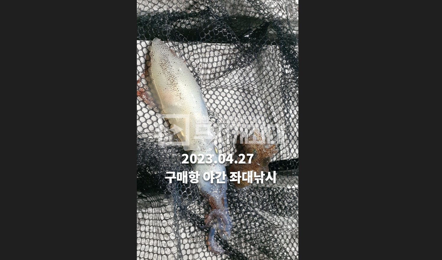4월 28일 - 구매항좌대낚시 야간낚시 조황 - 우럭,숭어,놀래미