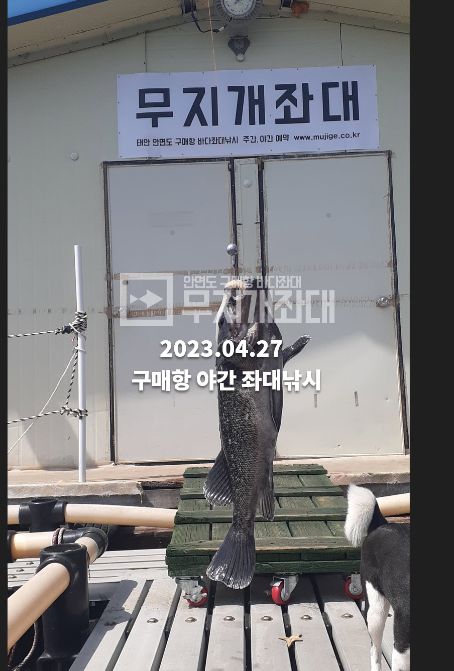 4월 28일 - 구매항좌대낚시 야간낚시 조황 - 우럭,숭어,놀래미