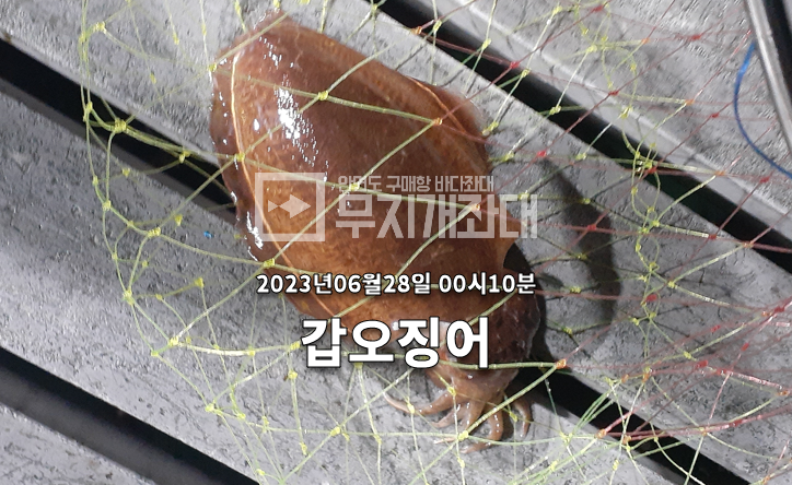 6월 28일 조황안내 - 갑오징어