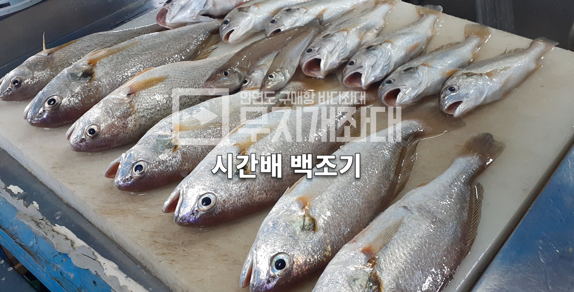 7월27일 시간배 백조기 조황