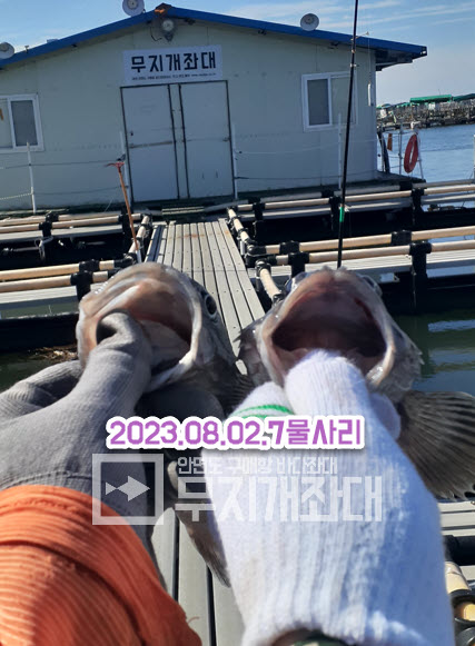 8월2일 7물 사리 안면도야간좌대 우럭낚시 조황