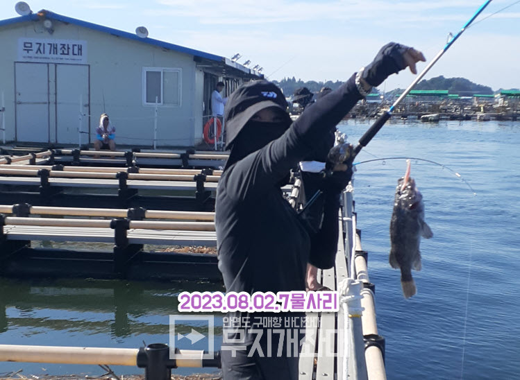 8월2일 7물 사리 안면도야간좌대 우럭낚시 조황