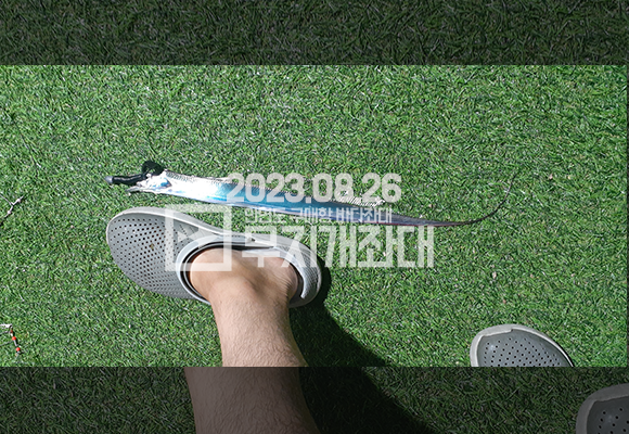 서해 태안 안면도 야간좌대 갈치(풀치) 조황