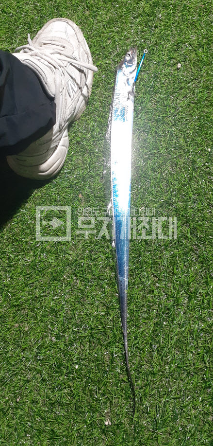 서해 태안 안면도 야간좌대 갈치(풀치) 조황