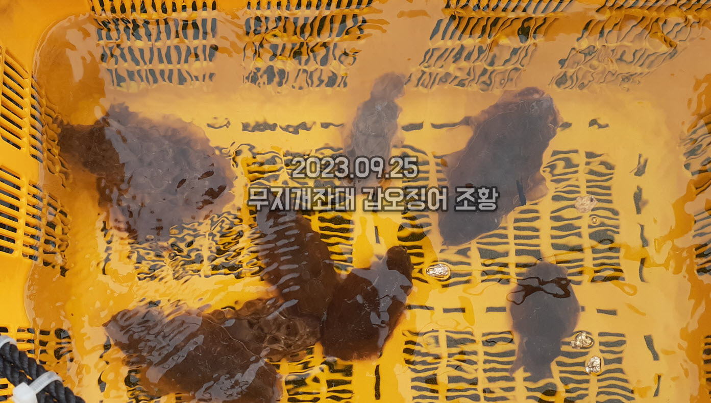 0dcfb4202f762bf8aea51c0ee004865c_1695601696_8072.jpg 9월25일조황 안면도무지개좌대갑오징어낚시