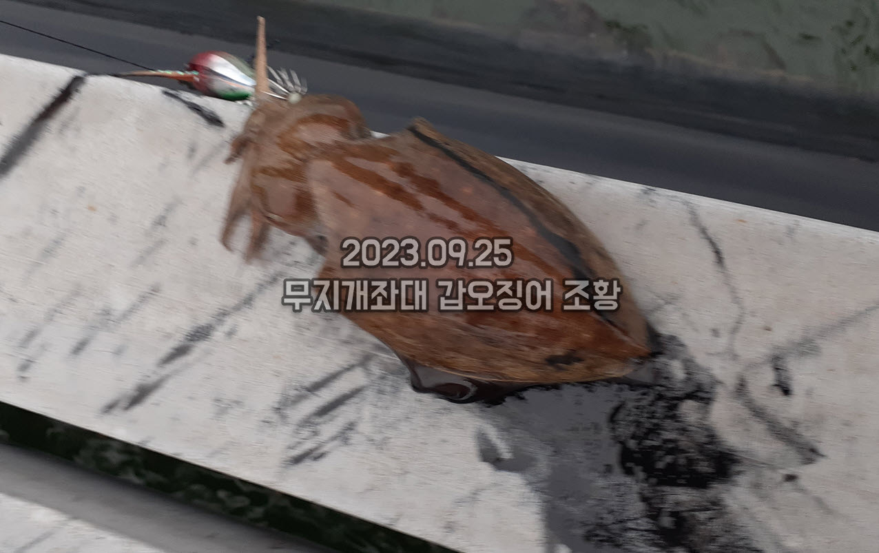 0dcfb4202f762bf8aea51c0ee004865c_1695601697_0374.jpg 9월25일조황 안면도무지개좌대갑오징어낚시