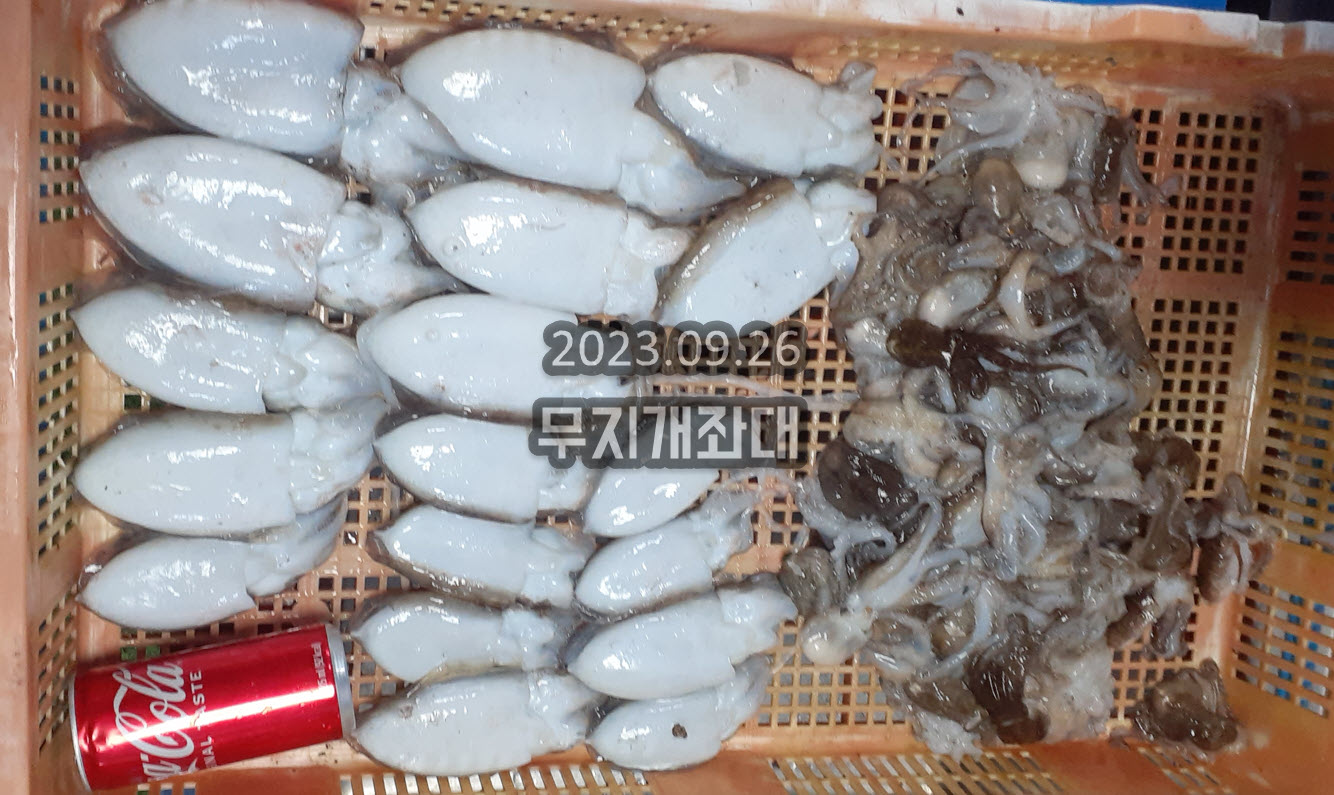 1daa3f6ca910f2094e8ceae88e78eb29_1695781576_3845.jpg 9월26일 갑오징어 쭈꾸미 장어(아나고), 풀치, 우럭 낚시 조황