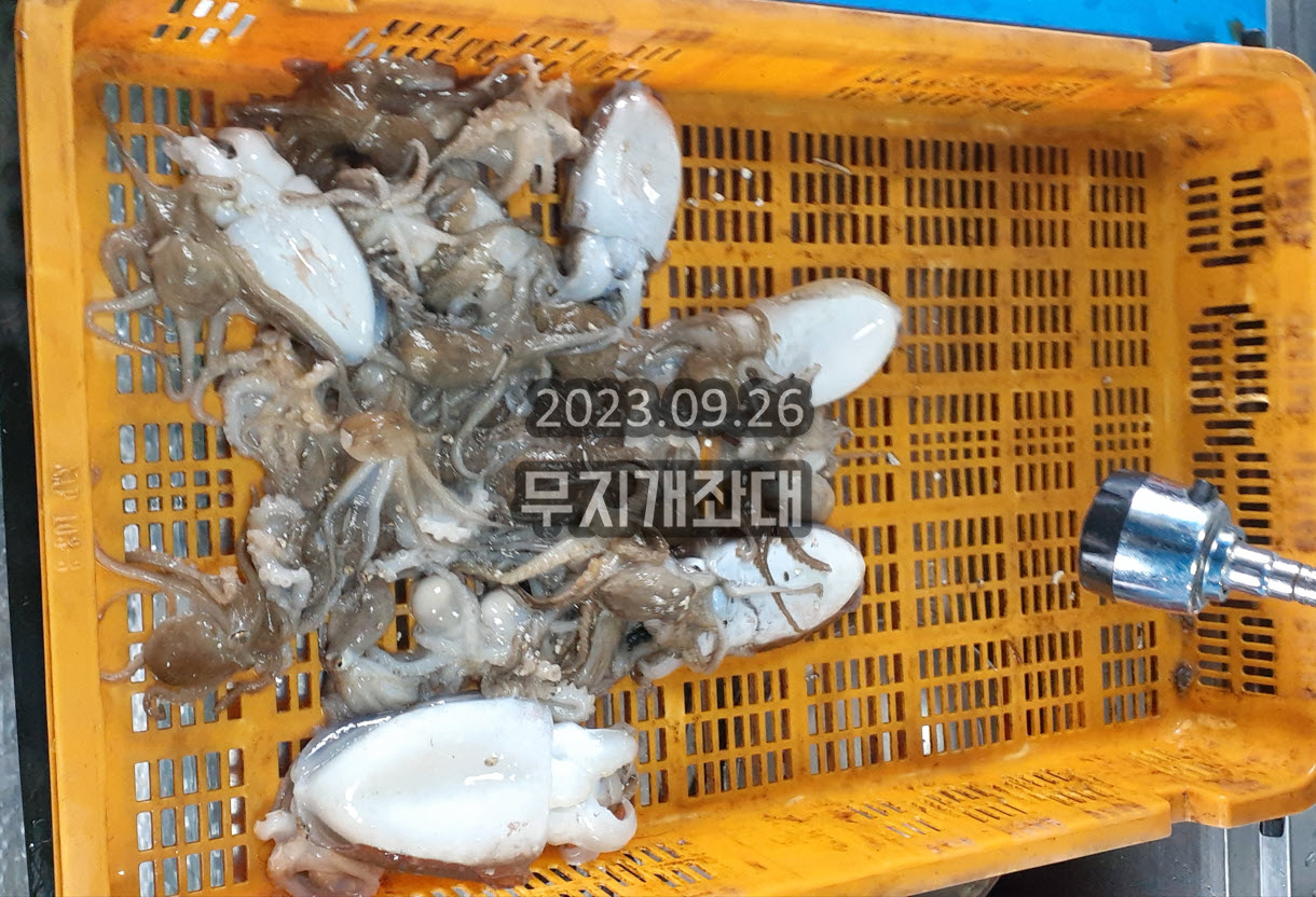 1daa3f6ca910f2094e8ceae88e78eb29_1695781576_6546.jpg 9월26일 갑오징어 쭈꾸미 장어(아나고), 풀치, 우럭 낚시 조황