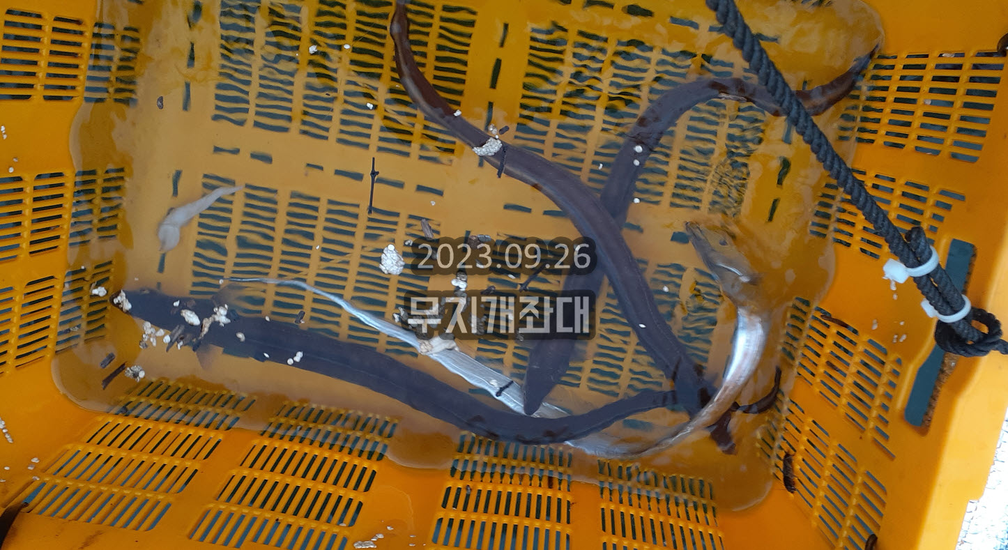 1daa3f6ca910f2094e8ceae88e78eb29_1695781577_2852.jpg 9월26일 갑오징어 쭈꾸미 장어(아나고), 풀치, 우럭 낚시 조황