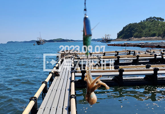 369cc639d4c5625c989bb6d14d89c052_1694143308_3008.jpg 9월7일 안면도좌대 갑오징어 주꾸미 조황