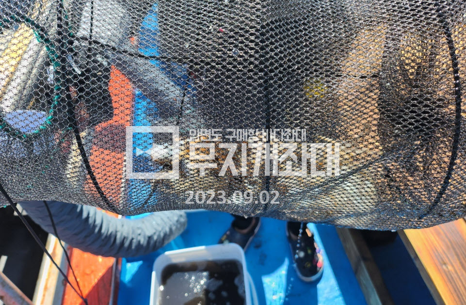 9월2일조황 - 태안 안면도좌대 갑오징어 주꾸미낚시