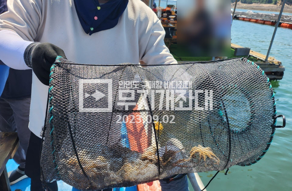 9월2일조황 - 태안 안면도좌대 갑오징어 주꾸미낚시