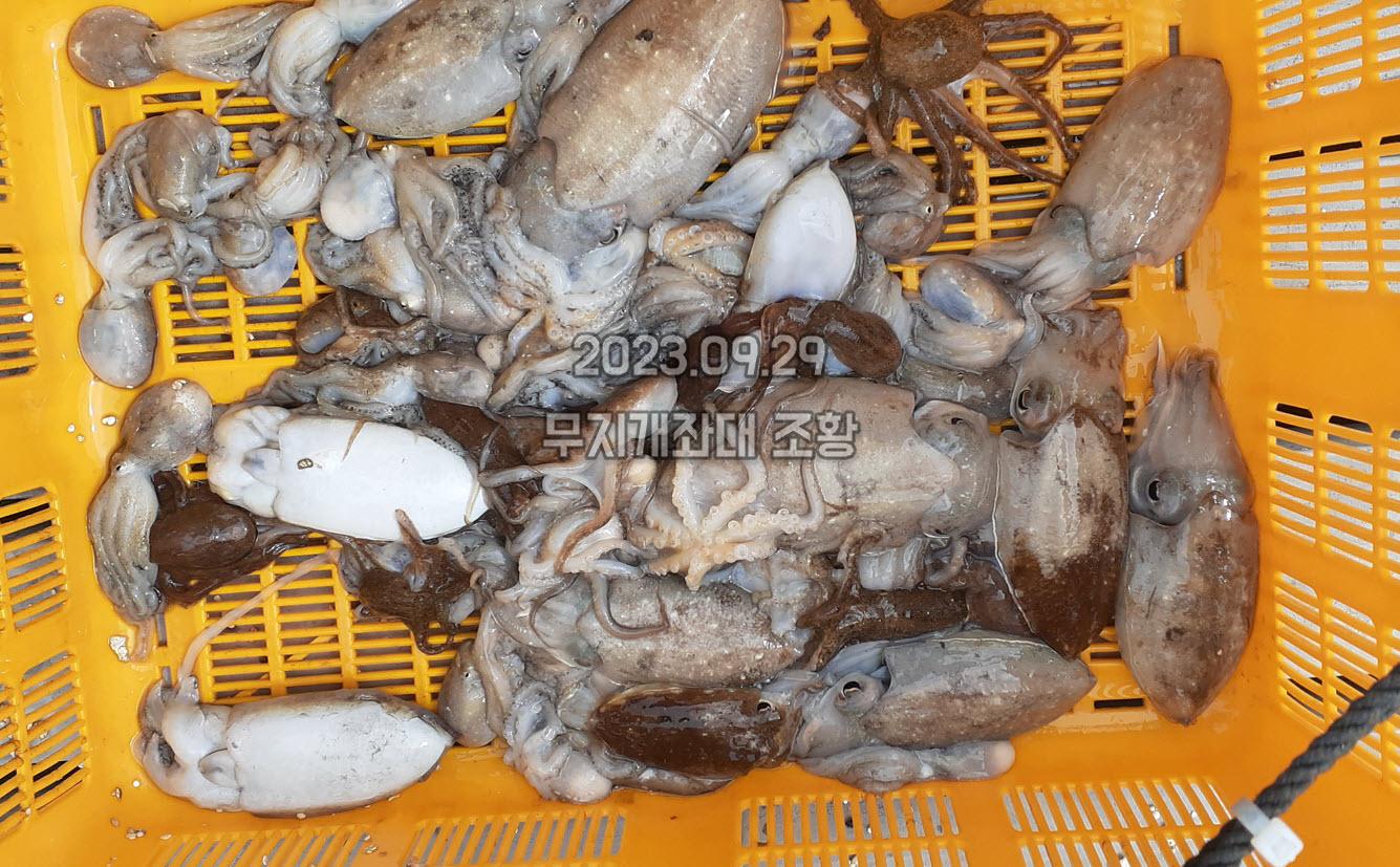 6a53e2a513ece5dd6b679fad7ed2aa96_1695974102_0542.jpg 9월29일-갑오징어낚시 주꾸미 조황정보