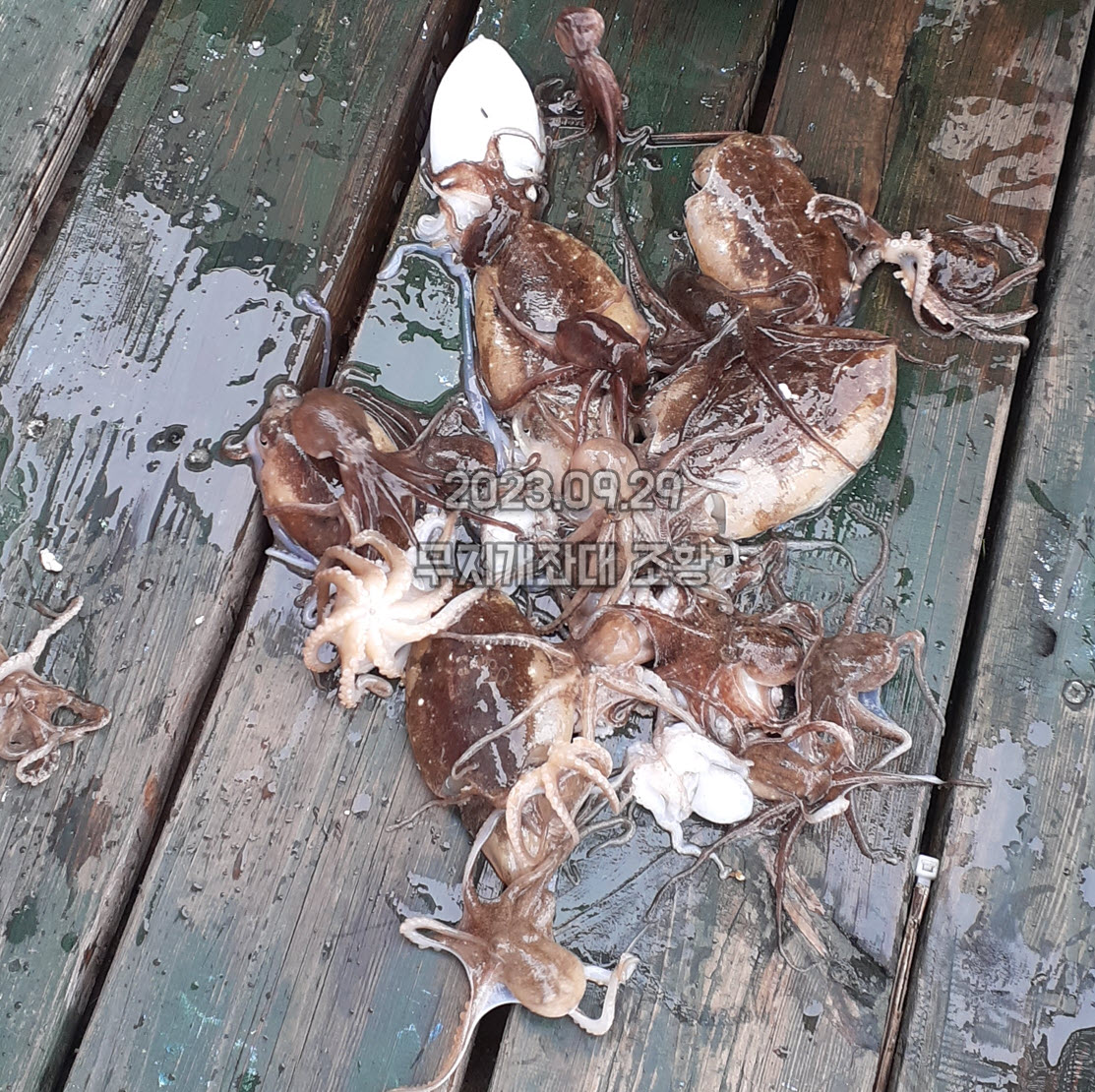 6a53e2a513ece5dd6b679fad7ed2aa96_1695974102_3374.jpg 9월29일-갑오징어낚시 주꾸미 조황정보