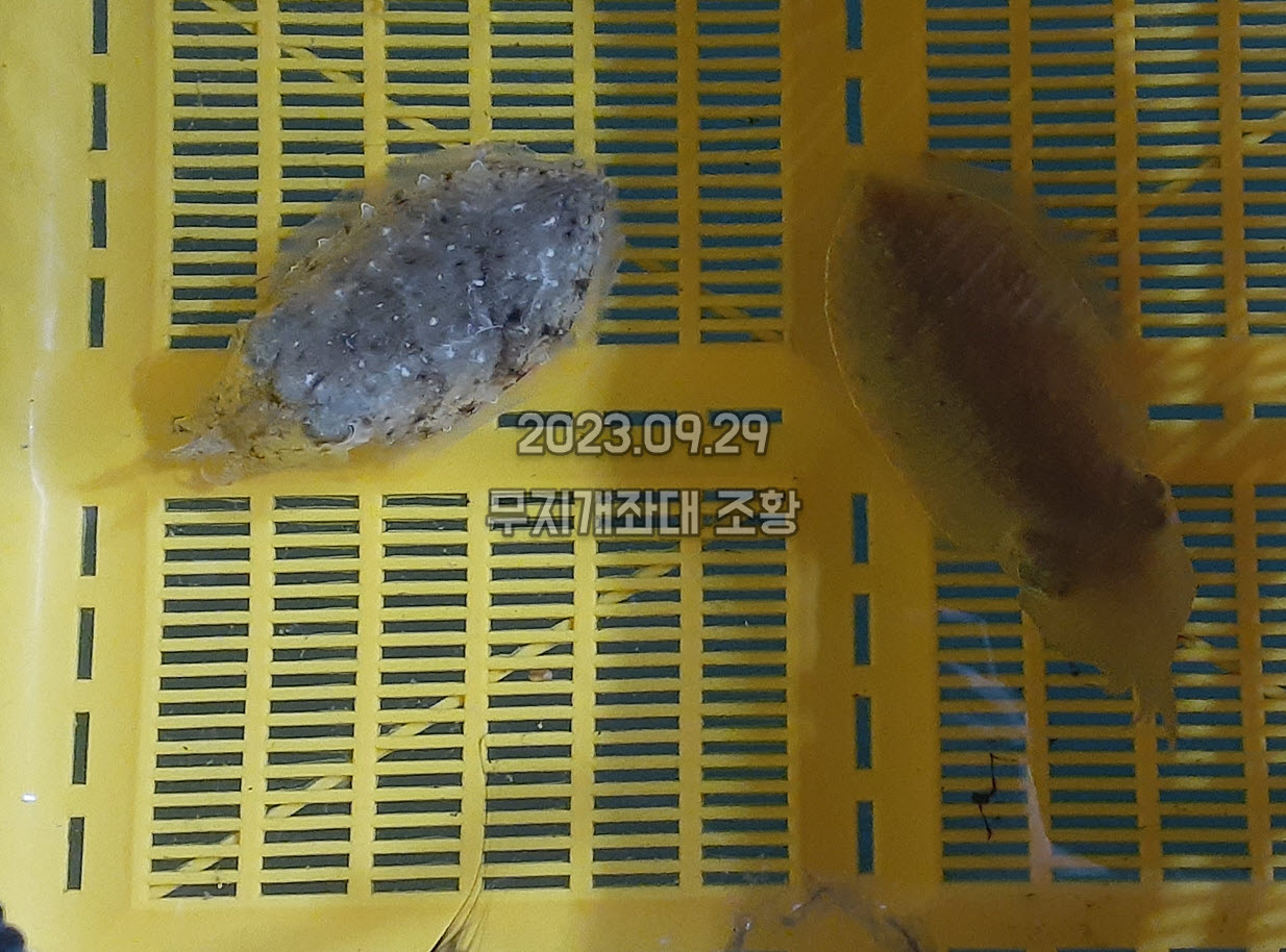6a53e2a513ece5dd6b679fad7ed2aa96_1695974102_5979.jpg 9월29일-갑오징어낚시 주꾸미 조황정보