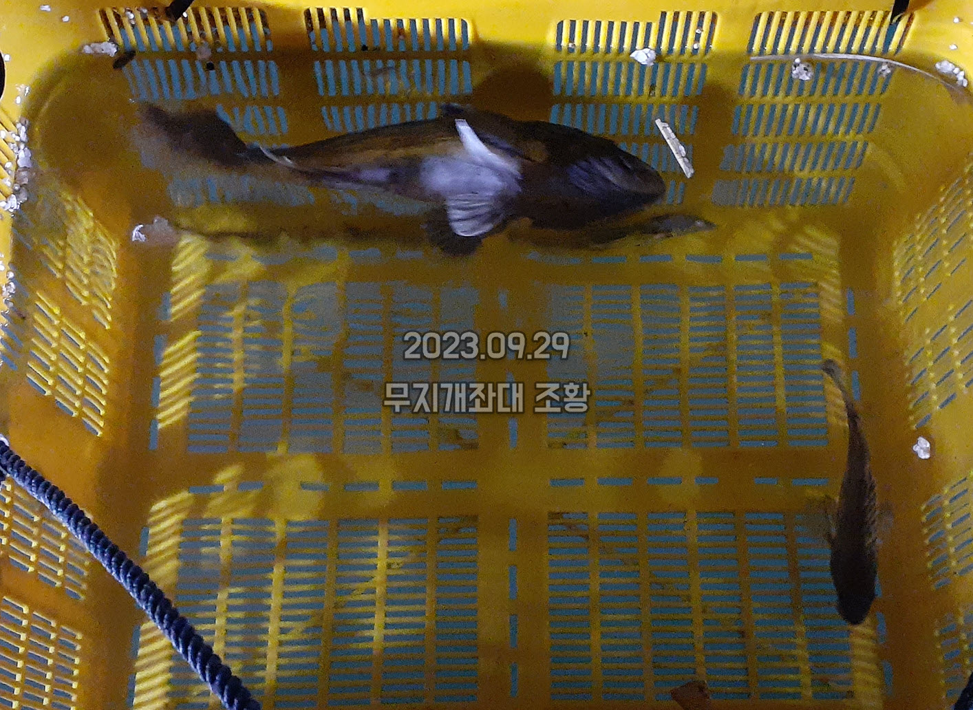 6a53e2a513ece5dd6b679fad7ed2aa96_1695974103_3143.jpg 9월29일-갑오징어낚시 주꾸미 조황정보