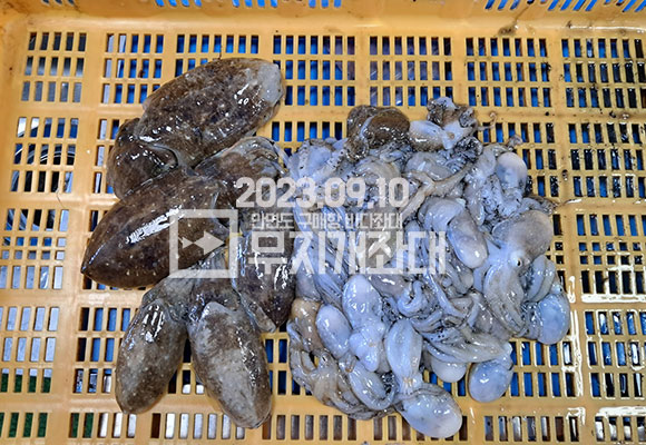 721874106632bcc38bd6a5ad39c09333_1695013651_7655.jpg 9월18일조황-안면도배낚시 시간배 오전조황