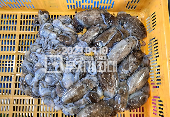 721874106632bcc38bd6a5ad39c09333_1695013651_8724.jpg 9월18일조황-안면도배낚시 시간배 오전조황
