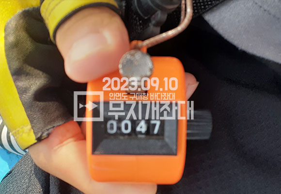 7c34e22962e2e9321f9b8bd1eac8af0b_1694387737_2532.jpg 9월10일조황-안면조좌대 갑오징어외수질 시간배낚시조황