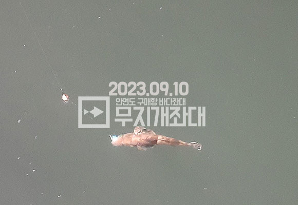 7c34e22962e2e9321f9b8bd1eac8af0b_1694387739_174.jpg 9월10일조황-안면조좌대 갑오징어외수질 시간배낚시조황