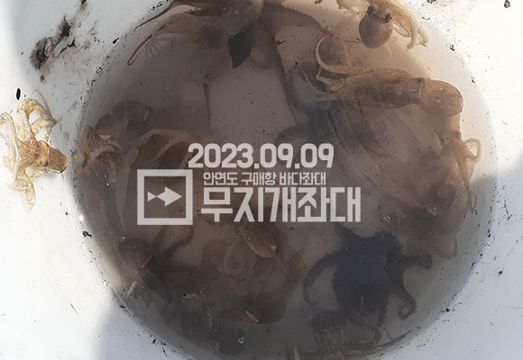 99f7e43d8b9b67e0ca5b78a7bce9ea64_1694334122_9303.jpg 9월9일 - 안면도좌대 갑오징어 주꾸미낚시 조황정보