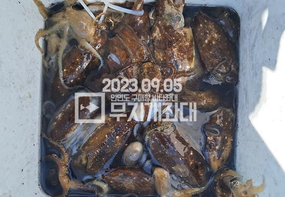 c352244b813a5023227a28d763ca65b4_1693893850_8399.png 9월5일조황 - 태안 안면도좌대 갑오징어 시간배