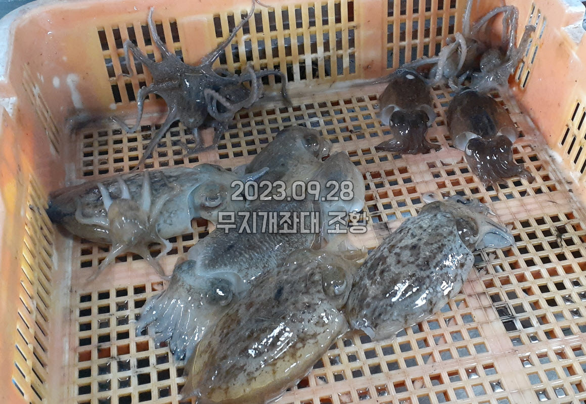 cb3f88918443965fee3c51cab3cfef88_1695888073_4404.jpg 9월28일 갑오징어 외수질 쭈꾸미 장어(아나고) 낚시 조황