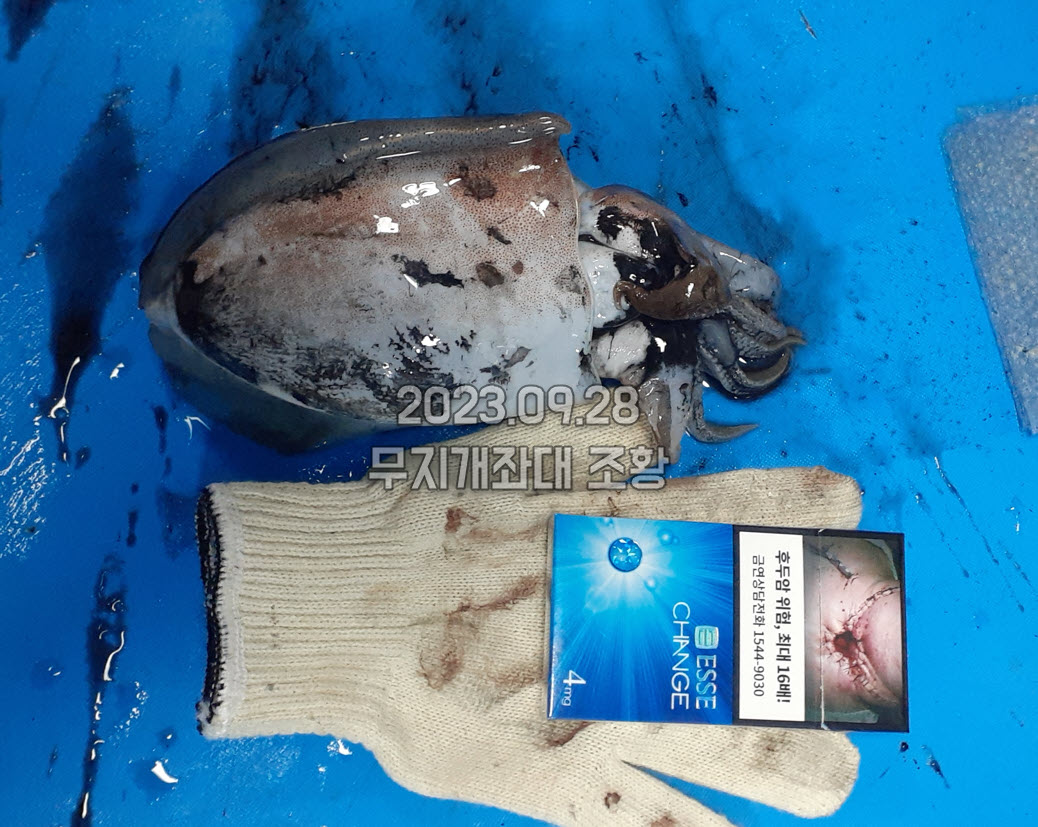 cb3f88918443965fee3c51cab3cfef88_1695888073_7663.jpg 9월28일 갑오징어 외수질 쭈꾸미 장어(아나고) 낚시 조황