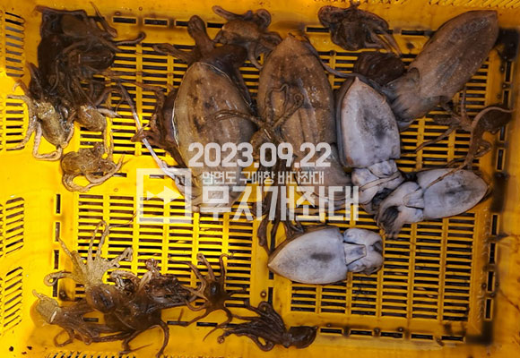 d47f6f14f27157ab12a2f130bb61d603_1695348689_4181.jpg 9월22일조황 안면도바다좌대 선상낚시 시간배 갑오징어낚시