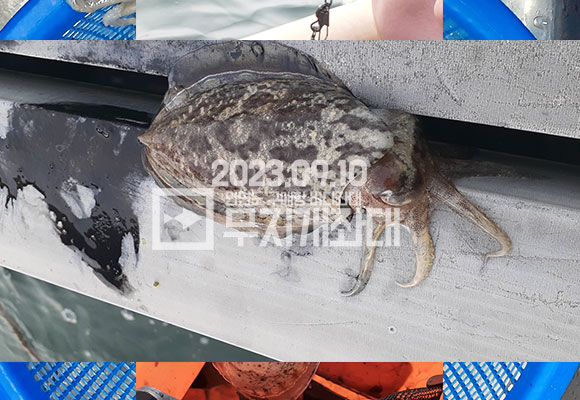 d8f39a2c3e0a0b18b32f3251cc3cdce0_1694528079_4233.jpg 9월12일-조황 갑오징어 주꾸미낚시
