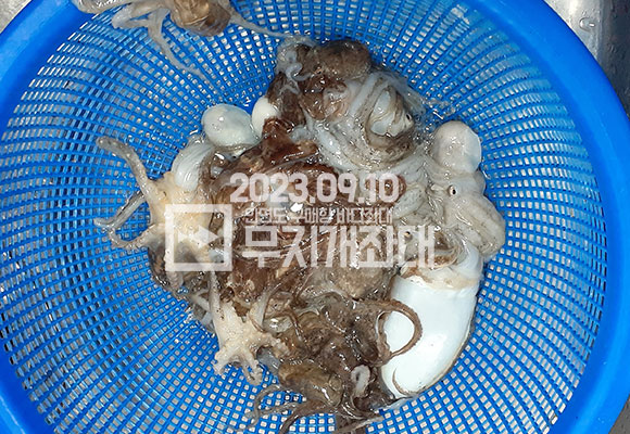 d8f39a2c3e0a0b18b32f3251cc3cdce0_1694528079_5558.jpg 9월12일-조황 갑오징어 주꾸미낚시