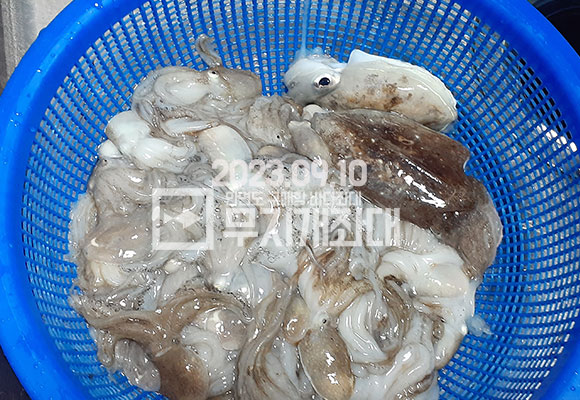d8f39a2c3e0a0b18b32f3251cc3cdce0_1694528079_7677.jpg 9월12일-조황 갑오징어 주꾸미낚시
