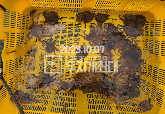 07cb489f4931b6f56d08888780bb66fb_1696647050_6805.jpg 10월 7일 오전시간배 주꾸미 갑오징어 낚시 조황