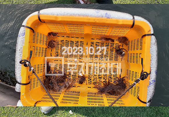 0bf13142023e1d1759469fc38c2a4344_1698366407_2504.jpg 10월 27일 안면도 구매항 야간좌대 조황 - 주꾸미