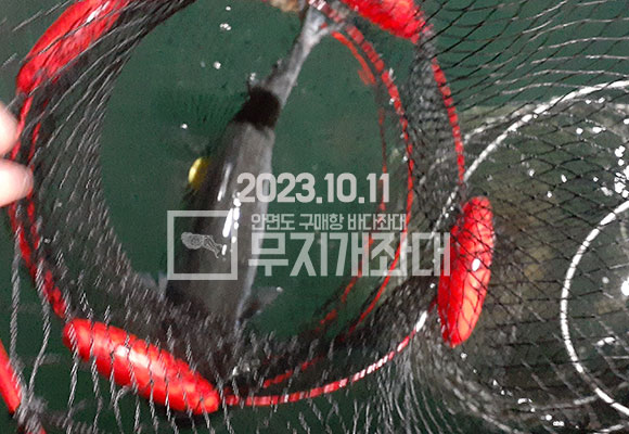 12539e1b511d2b7c7d859c10c147015f_1697095201_8608.jpg 10월11일 야간낚시 조황 - 풍족한가을