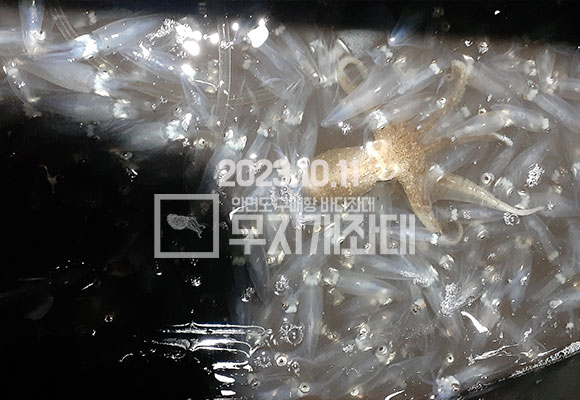 12539e1b511d2b7c7d859c10c147015f_1697095201_9037.jpg 10월11일 야간낚시 조황 - 풍족한가을