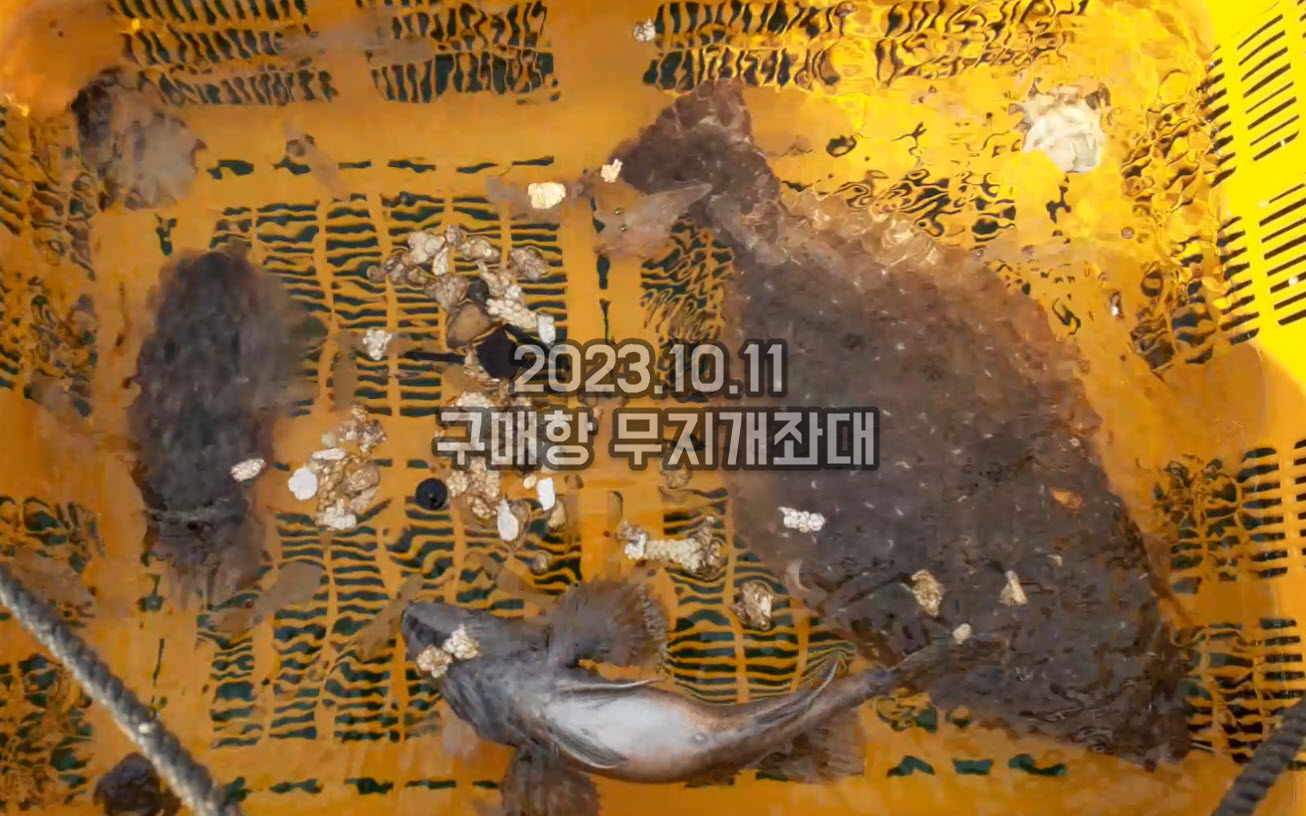 23aa04d83a279e830a3112d39f2d770e_1697007713_4434.jpg 10월11일 조황 5종세트 - 갑오징어, 주꾸미, 호레기, 광어, 우럭