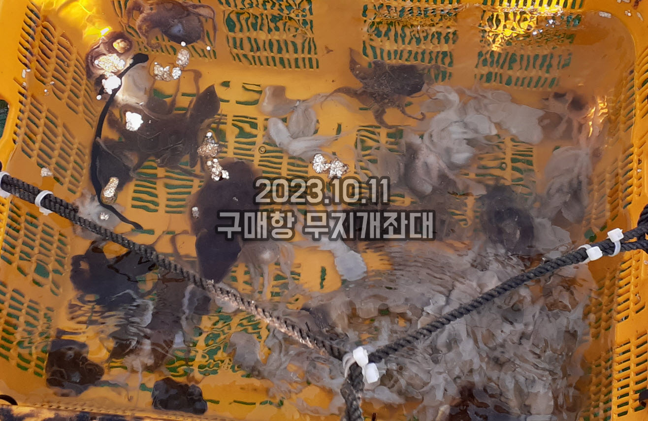 23aa04d83a279e830a3112d39f2d770e_1697007713_7635.jpg 10월11일 조황 5종세트 - 갑오징어, 주꾸미, 호레기, 광어, 우럭
