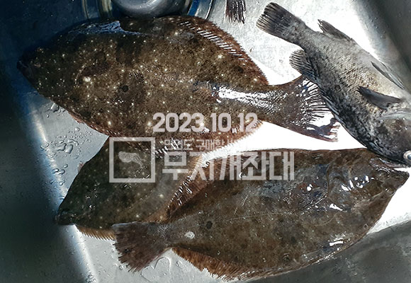 3151dfcbad84357a7b2d1acc0fd1016a_1697156233_8471.jpg 10월12일 생새우외수질 갑오징어 광어 도다리 주꾸미 낚시 조황