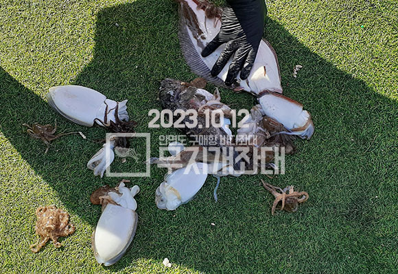 3151dfcbad84357a7b2d1acc0fd1016a_1697156233_9272.jpg 10월12일 생새우외수질 갑오징어 광어 도다리 주꾸미 낚시 조황