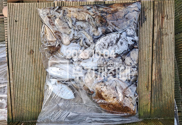 43e5b1d29ec2029d6594fc695afc231d_1696405530_7765.jpg 10월4일 신발짝 갑오징어낚시 조황 시간배