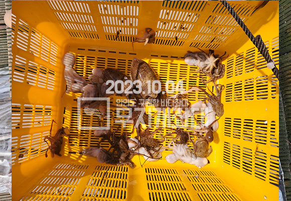 43e5b1d29ec2029d6594fc695afc231d_1696405530_9986.jpg 10월4일 신발짝 갑오징어낚시 조황 시간배