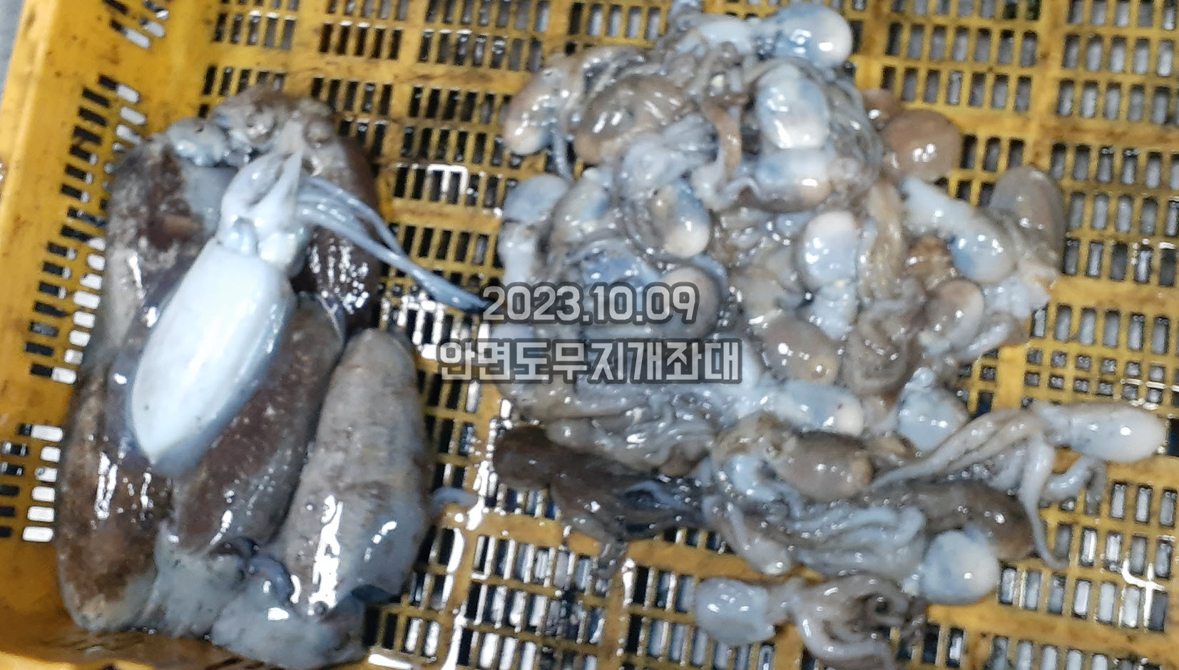 796f37ab4f7f62d5671ee9ed7cd47e87_1696913401_2305.jpg 10월09일 갑오징어 주꾸미 조황 안내