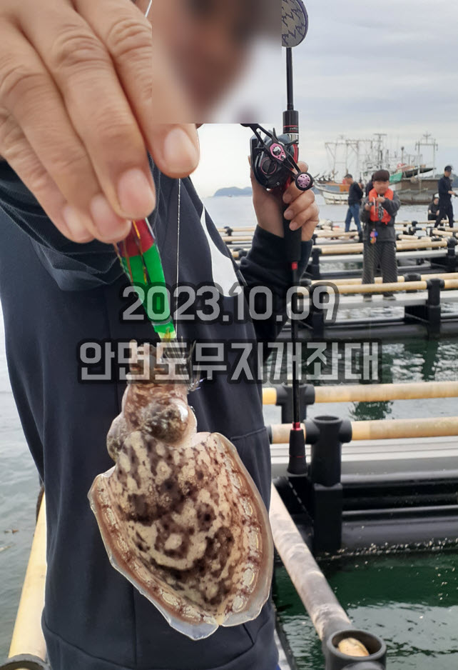 796f37ab4f7f62d5671ee9ed7cd47e87_1696913401_4156.jpg 10월09일 갑오징어 주꾸미 조황 안내