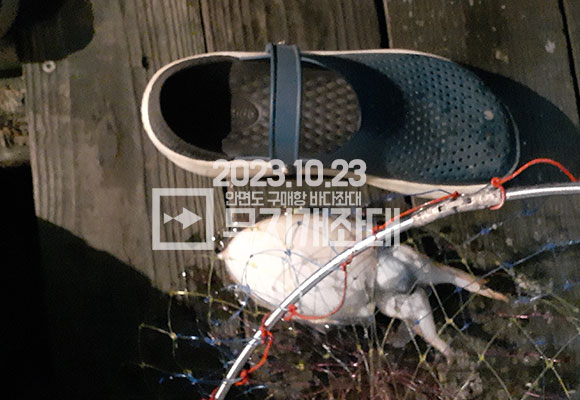10월 23일 구매항좌대낚시 갑오징어 외수질 및 광어 조황