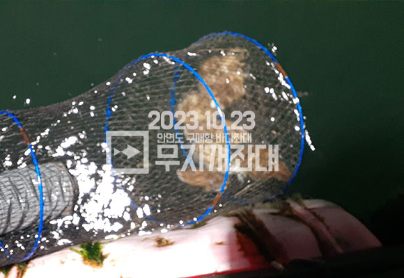 10월 23일 구매항좌대낚시 갑오징어 외수질 및 광어 조황