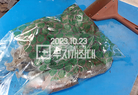 10월 23일 구매항좌대낚시 갑오징어 외수질 및 광어 조황